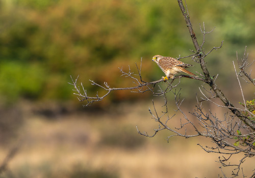 falco tinnunculus  faucon crecerelle  femelle