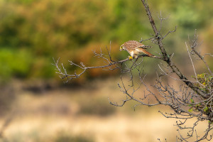 falco tinnunculus faucon crecerelle femelle falco tinnunculus faucon crecerelle femelle