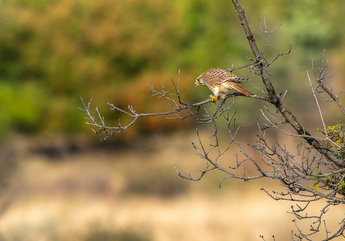 falco tinnunculus  faucon crecerelle  femelle