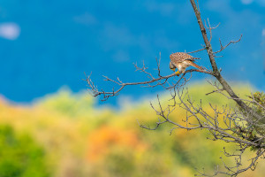 falco tinnunculus faucon crecerelle femelle falco tinnunculus faucon crecerelle femelle