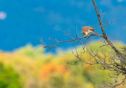 falco tinnunculus  faucon crecerelle  femelle