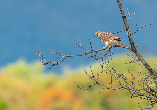 falco tinnunculus  faucon crecerelle  femelle