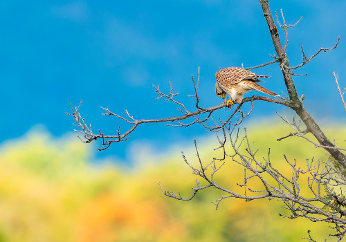 falco tinnunculus  faucon crecerelle  femelle