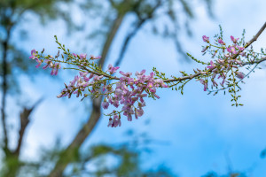 acacia sp. acacia sp.