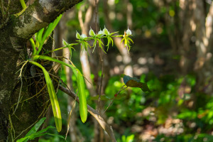 angraecum eburneum angraecum eburneum