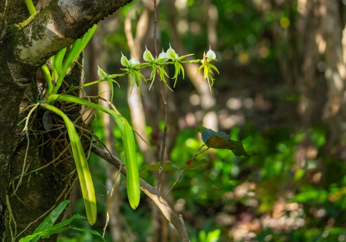 angraecum eburneum