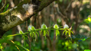 angraecum eburneum angraecum eburneum
