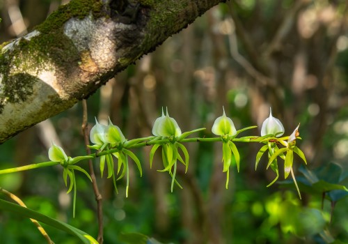 angraecum eburneum