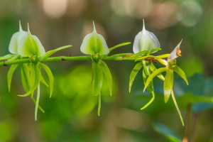 angraecum eburneum angraecum eburneum