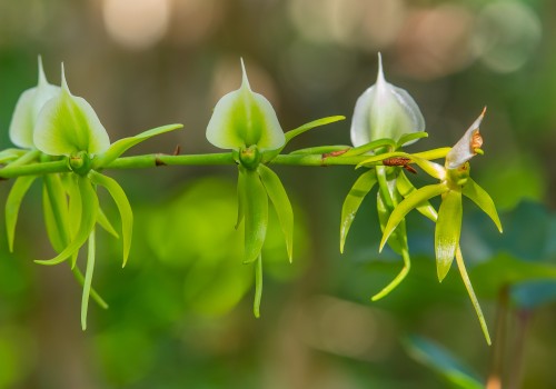 angraecum eburneum