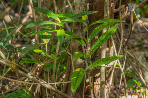 coptosperma borbonicum bois de rat coptosperma borbonicum bois de rat
