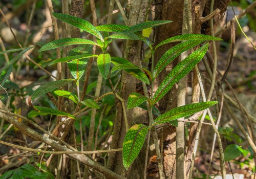 coptosperma borbonicum  bois de rat 