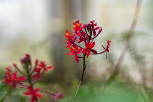 epidendrum secundum non indigene epidendrum secundum non indigene