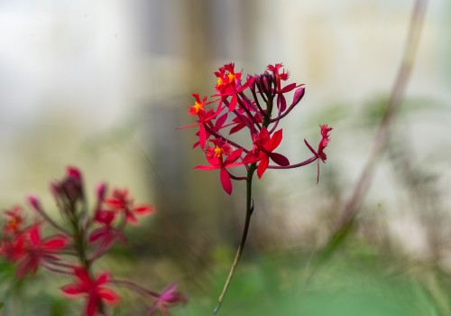 epidendrum secundum  non indigene 