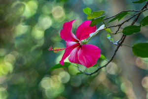 hibiscus fragilis hibiscus fragilis