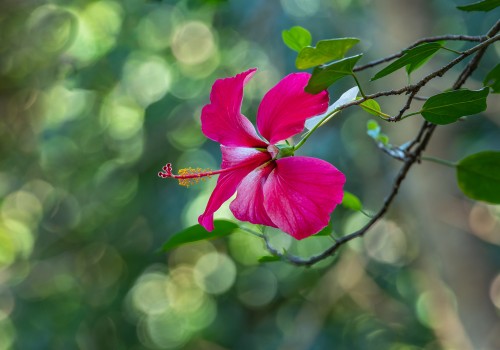 hibiscus fragilis