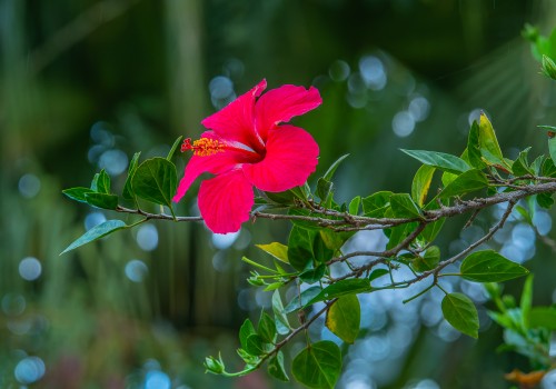 hibiscus fragilis