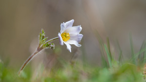 anemone alpina anemone des alpes anemone alpina anemone des alpes