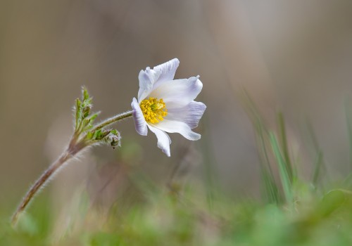 anemone alpina  anemone des alpes 