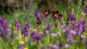 anemone rubra pulsatile rouge anemone rubra pulsatile rouge