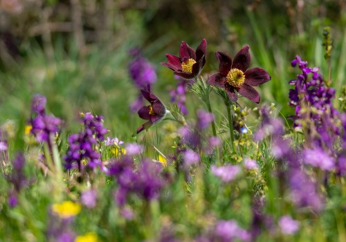 anemone rubra  pulsatile rouge 