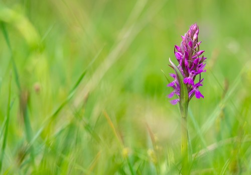 dactylorhiza occitanica nef dxo
