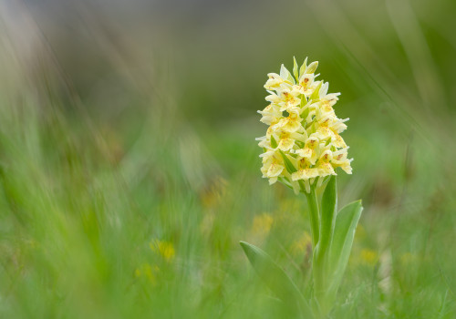 dactylorhiza sambucina  forme jaune 
