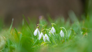 galanthus nivalis perce neige nef dxo galanthus nivalis perce neige nef dxo