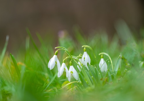 galanthus nivalis  perce neige  nef dxo
