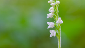 goodyera repens nef dxo goodyera repens nef dxo