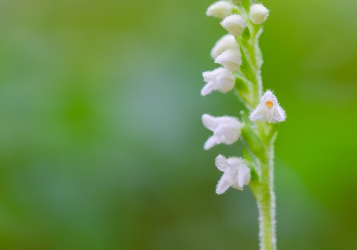 goodyera repens   nef dxo