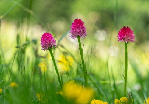 gymnadenia nigra subsp. corneliana