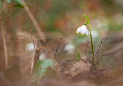 leucojum vernum  niveole de printemps 