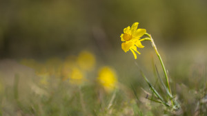 narcissus assoanus narcisse a feuille de jonc narcissus assoanus narcisse a feuille de jonc