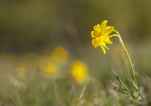 narcissus assoanus  narcisse a feuille de jonc 
