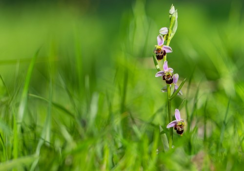 ophrys apifera x fuciflora subsp. fuciflora