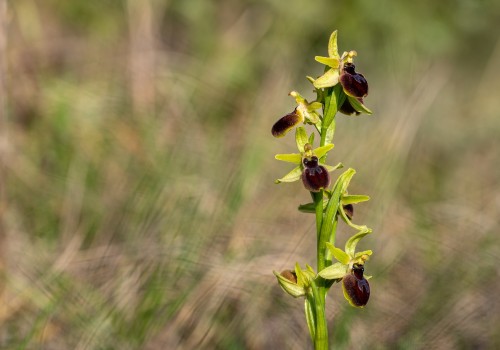 ophrys arachnitiformis