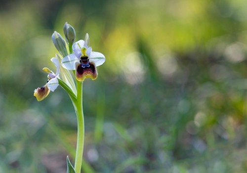 ophrys tenthredinifera subsp. neglecta