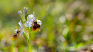 ophrys tenthredinifera subsp. neglecta ophrys tenthredinifera subsp. neglecta