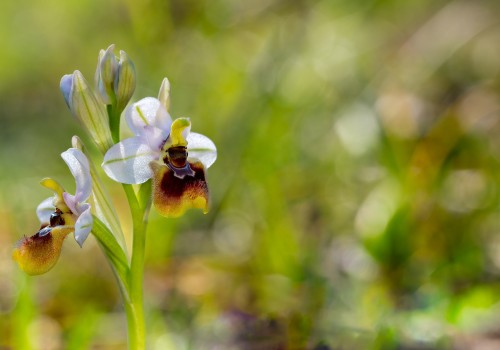 ophrys tenthredinifera subsp. neglecta
