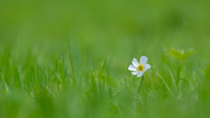 ranunculus kuepferi renoncule de kuepfer ranunculus kuepferi renoncule de kuepfer