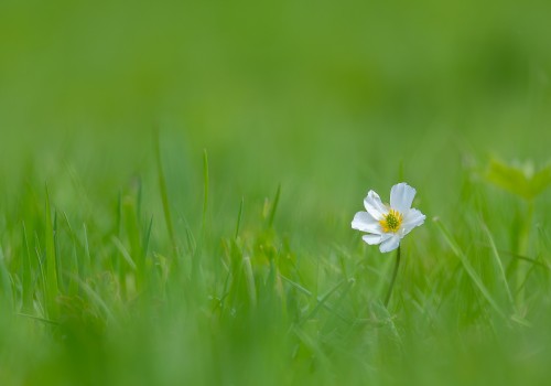 ranunculus kuepferi  renoncule de kuepfer 