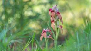 serapias neglecta serapias neglecta