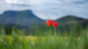 tulipa raddii tulipe precoce tulipa raddii tulipe precoce
