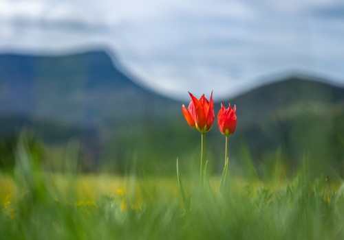 tulipa raddii  tulipe precoce 
