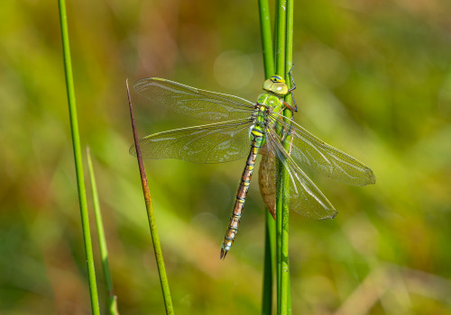 anax imperator anax empereur femelle anax imperator anax empereur femelle