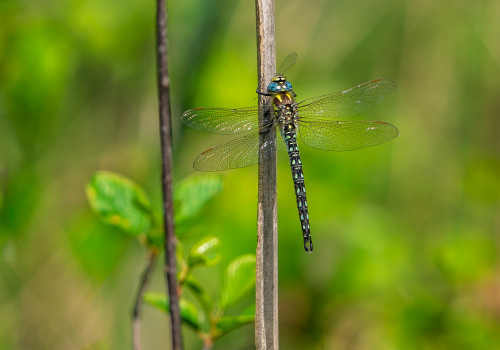 brachytron pratense aeschne printaniere male brachytron pratense aeschne printaniere male