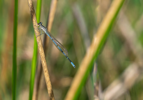 coenagrion puella l agrion jouvencelle male coenagrion puella l agrion jouvencelle male