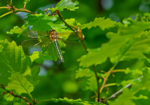 cordulia aenea cordulie bronzee femelle cordulia aenea cordulie bronzee femelle