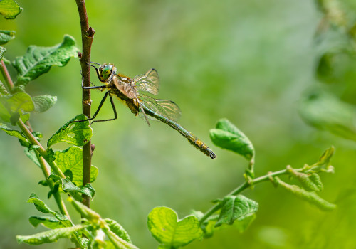 cordulia aenea cordulie bronzee male cordulia aenea cordulie bronzee male